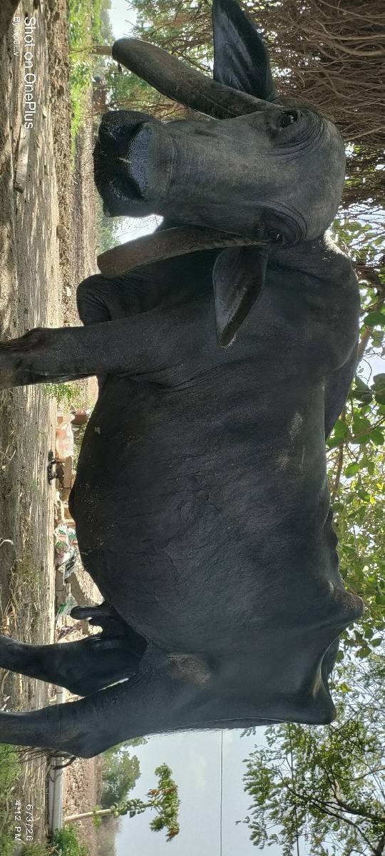 ભેસ