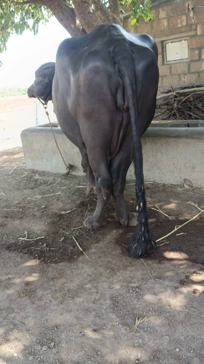 આ ભેસ વેચવાની છે
