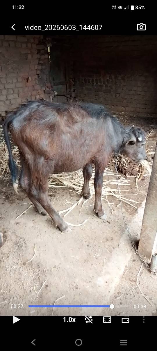 ભેંસ.વેસવાનીછે