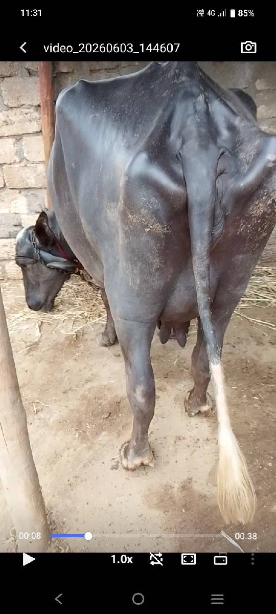 ભેંસ.વેસવાનીછે