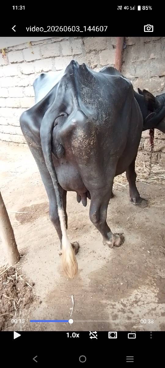 ભેંસ.વેસવાનીછે