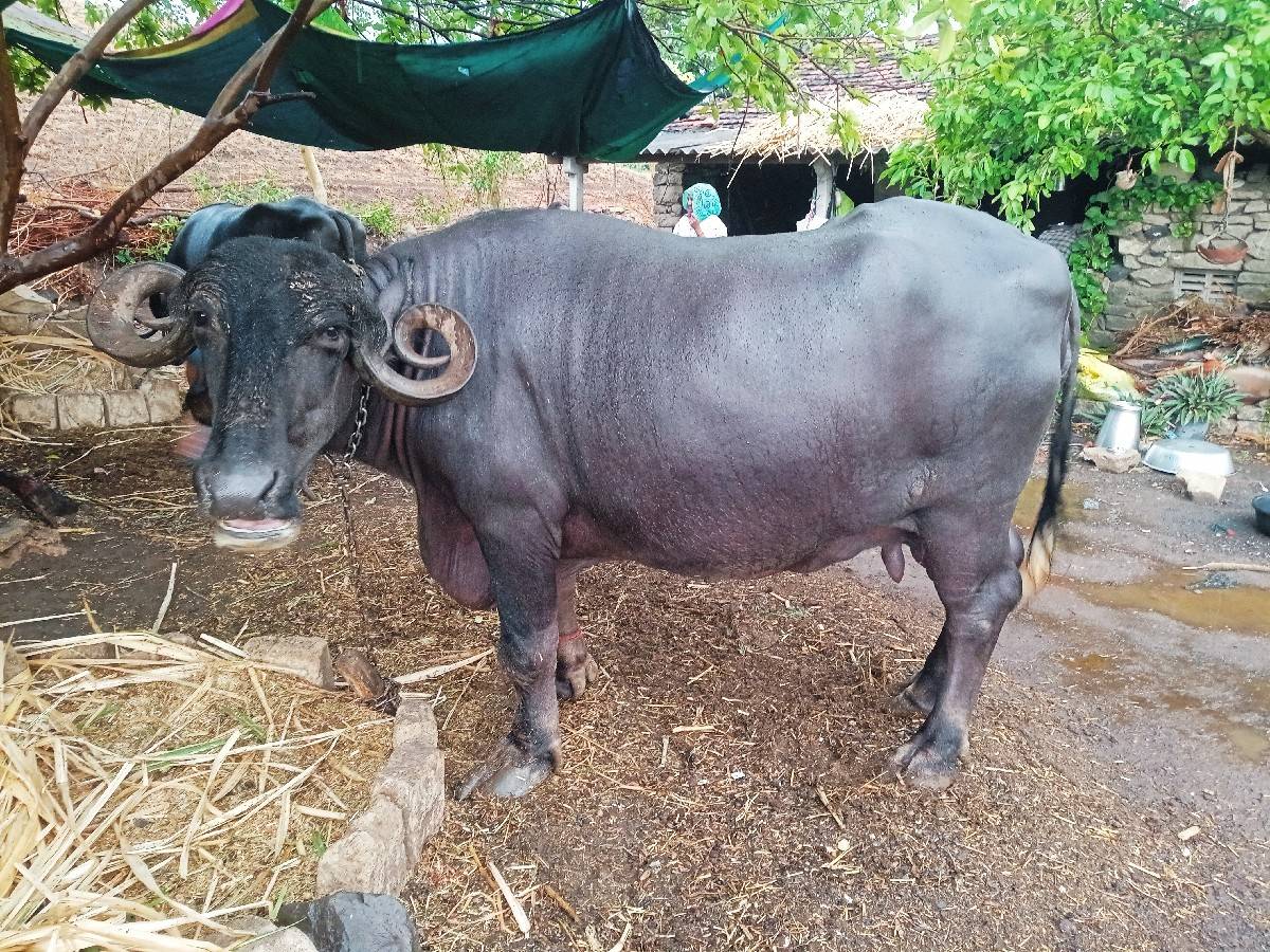 વેશવાની se