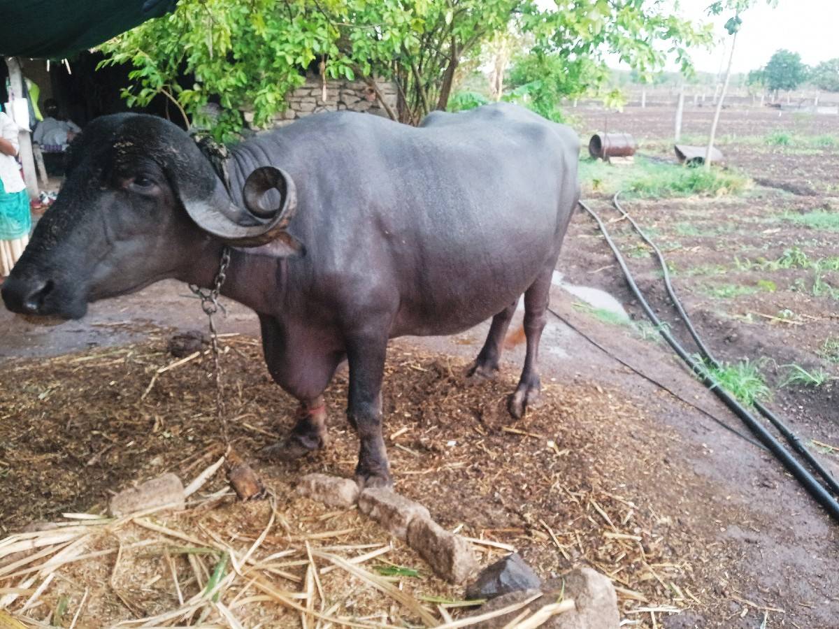 વેશવાની se