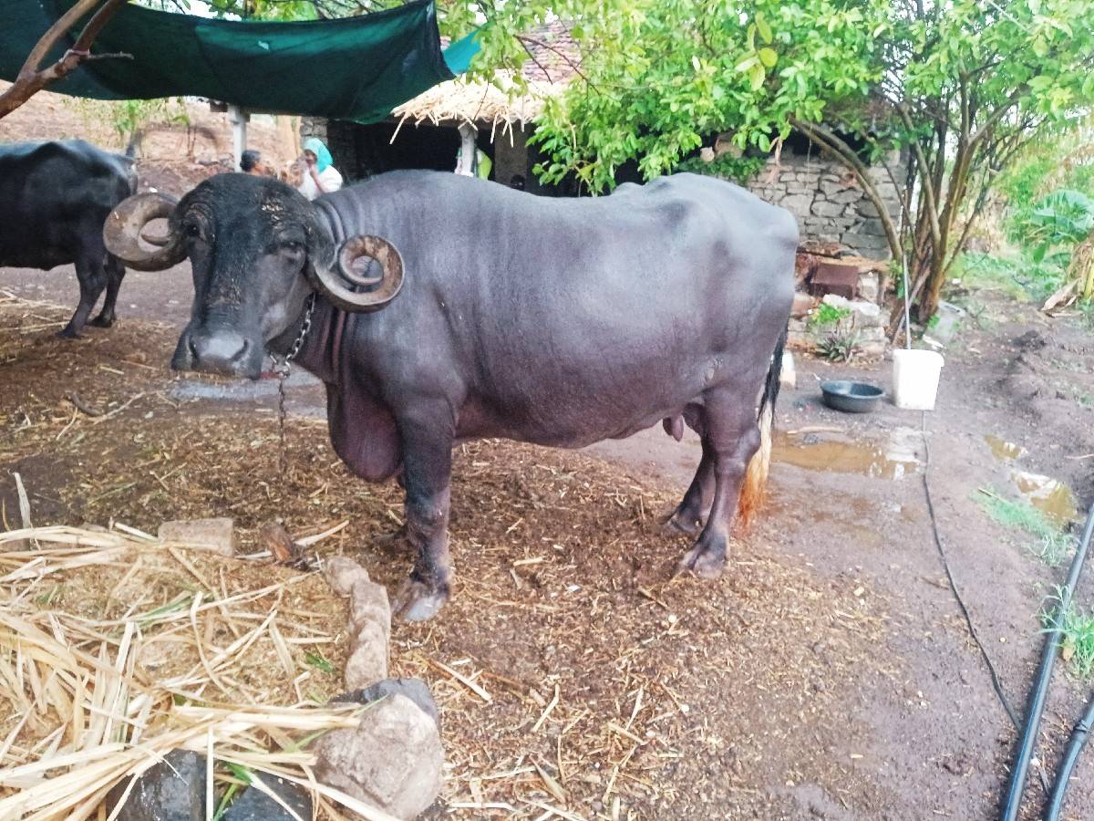 વેશવાની se