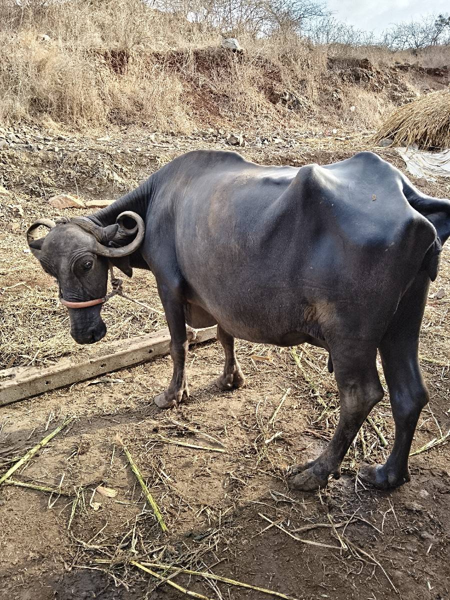 ભેંસ વેચવાની છે