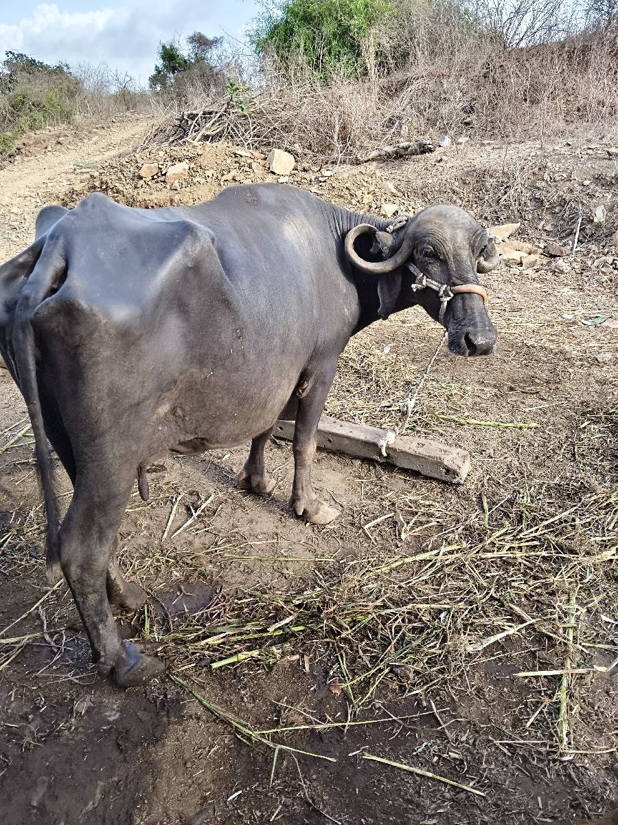 ભેંસ વેચવાની છે