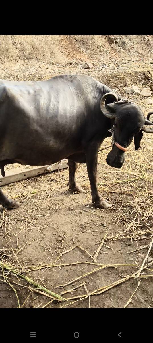 ભેંસ વેચવાની છે