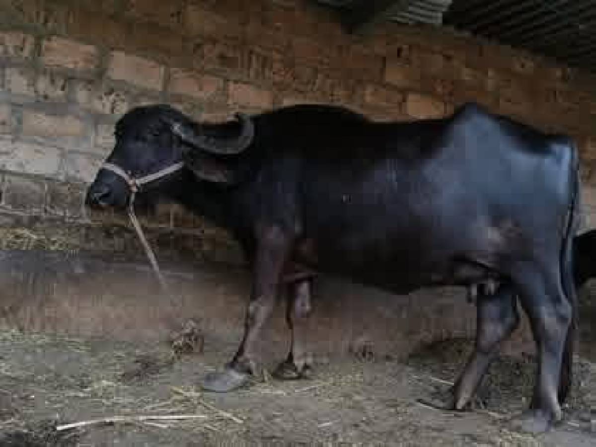 ભેંસ વેચવાની છે