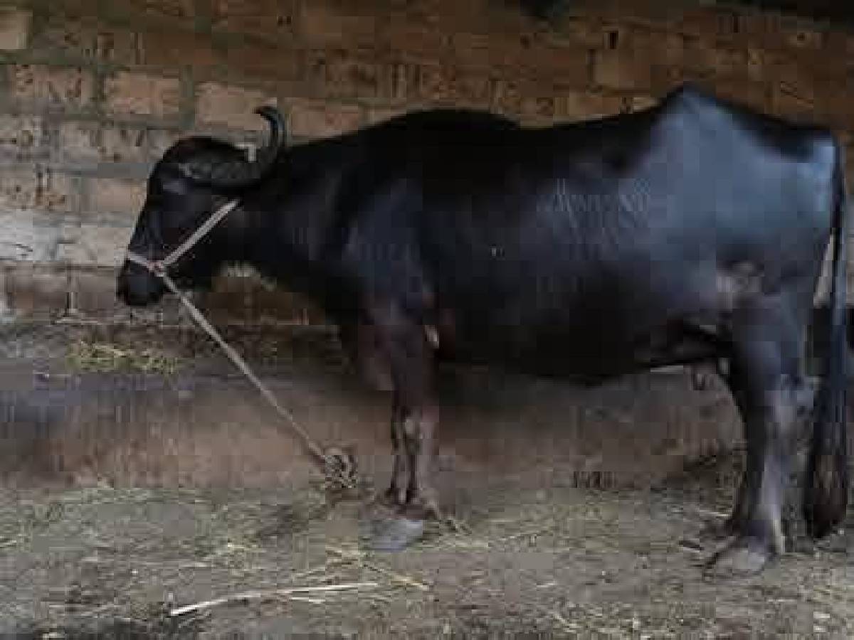 ભેંસ વેચવાની છે