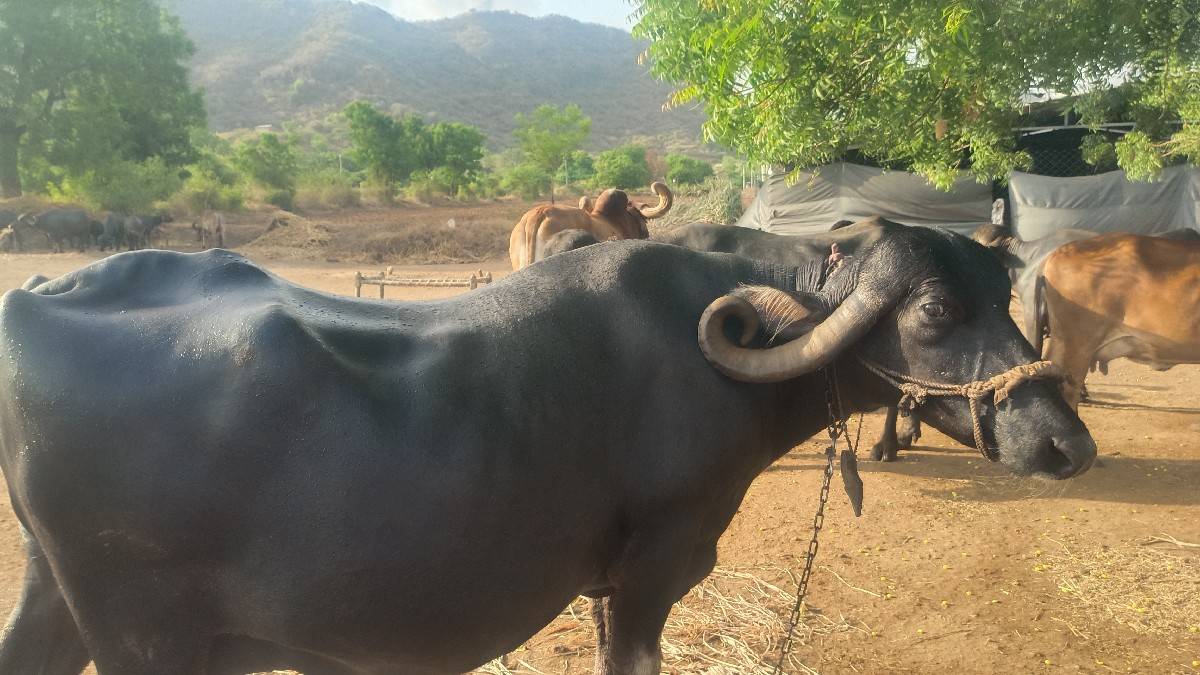 આ ભેસ વેચવાની છે
