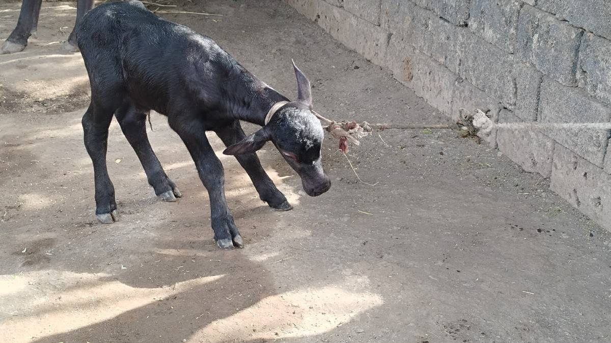વિશાલ છે