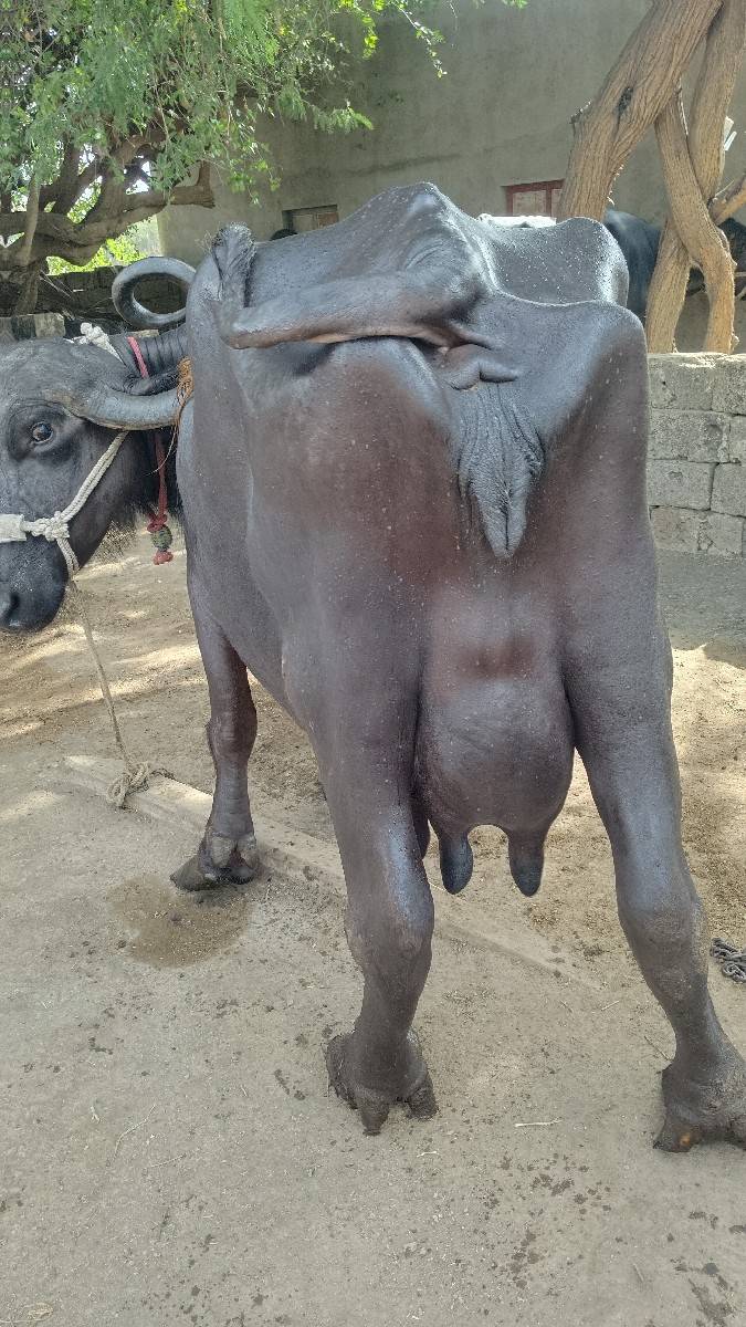 વિશાલ છે