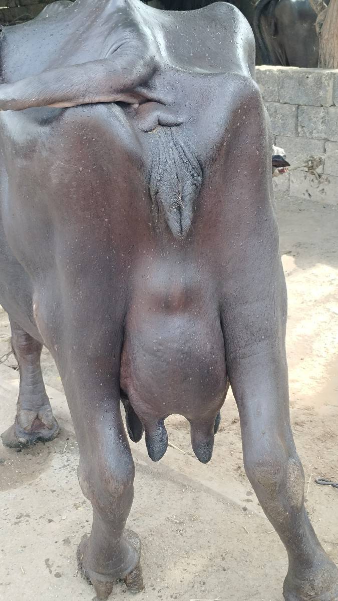 વિશાલ છે