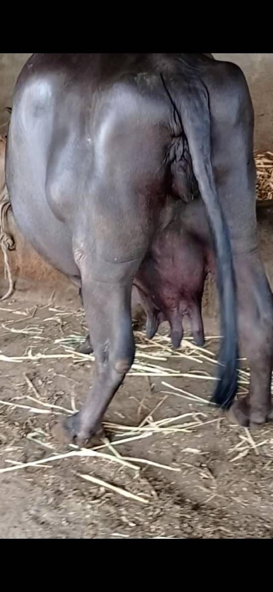 ભેંસ વેચવાની છે