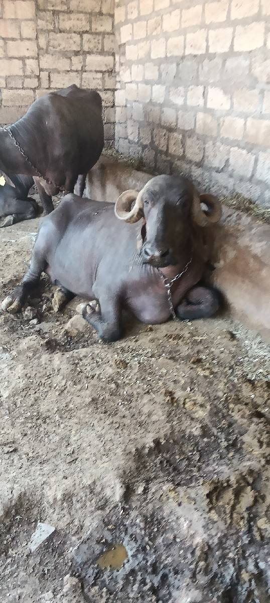 બીજું વેતર ભાભણી સાડાનવમહીના
