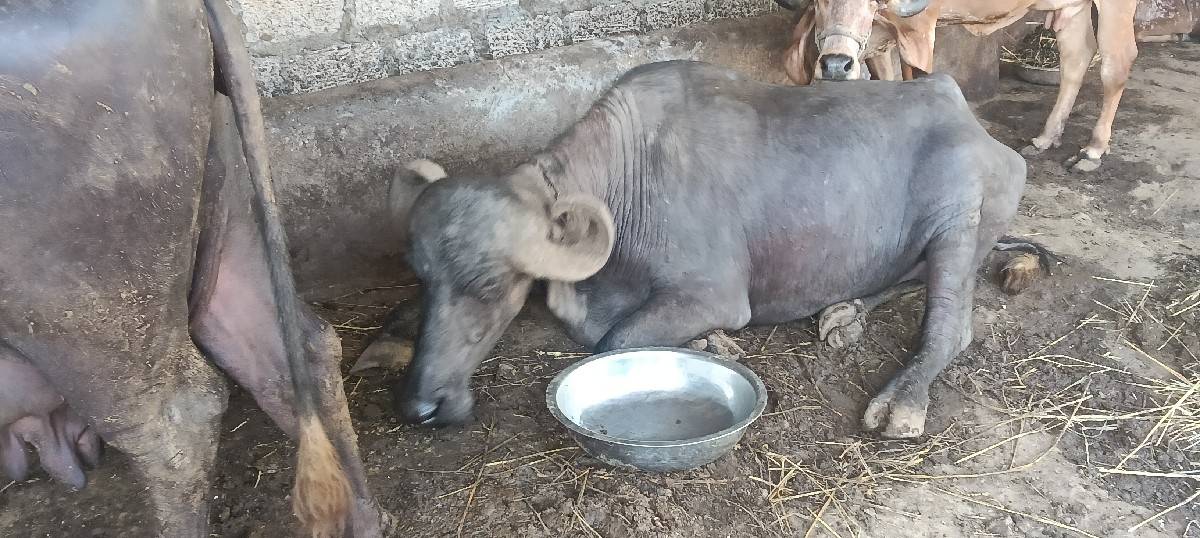 બીજું વેતર ભાભણી સાડાનવમહીના