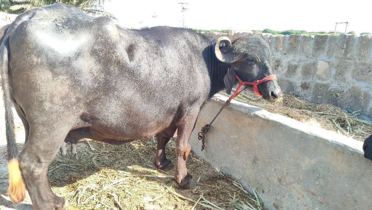 4 વેતર