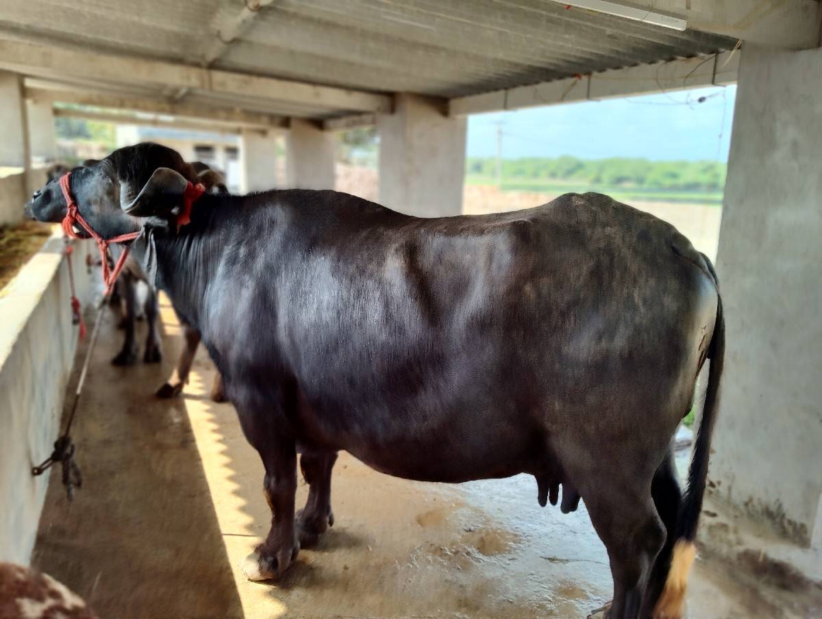 4 વેતર