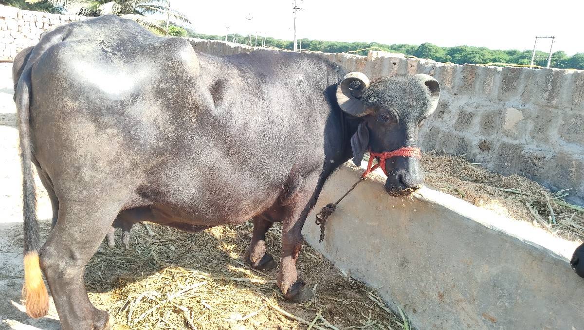 4 વેતર