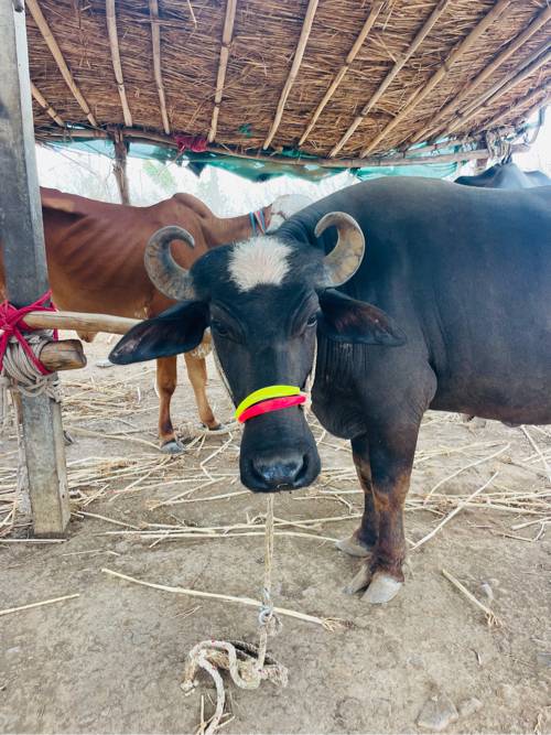 ભેંસ વેચવાની છે