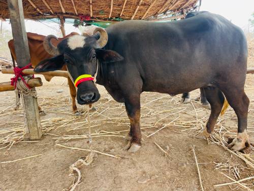 ભેંસ વેચવાની છે