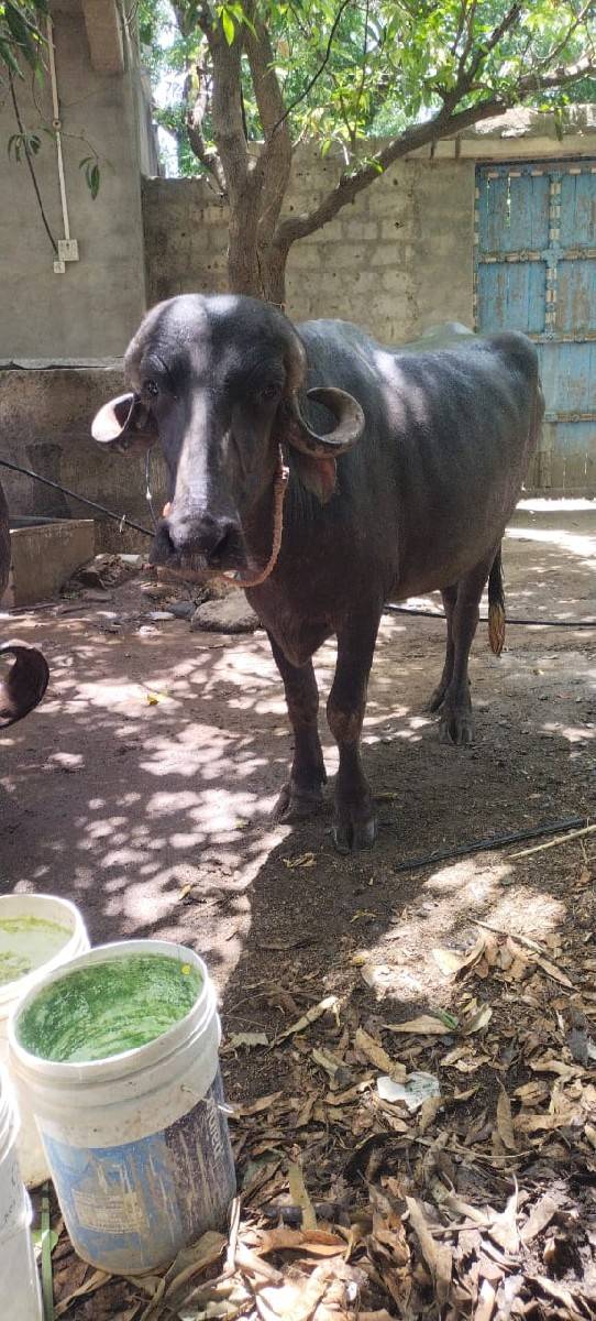 વેશવાની છે