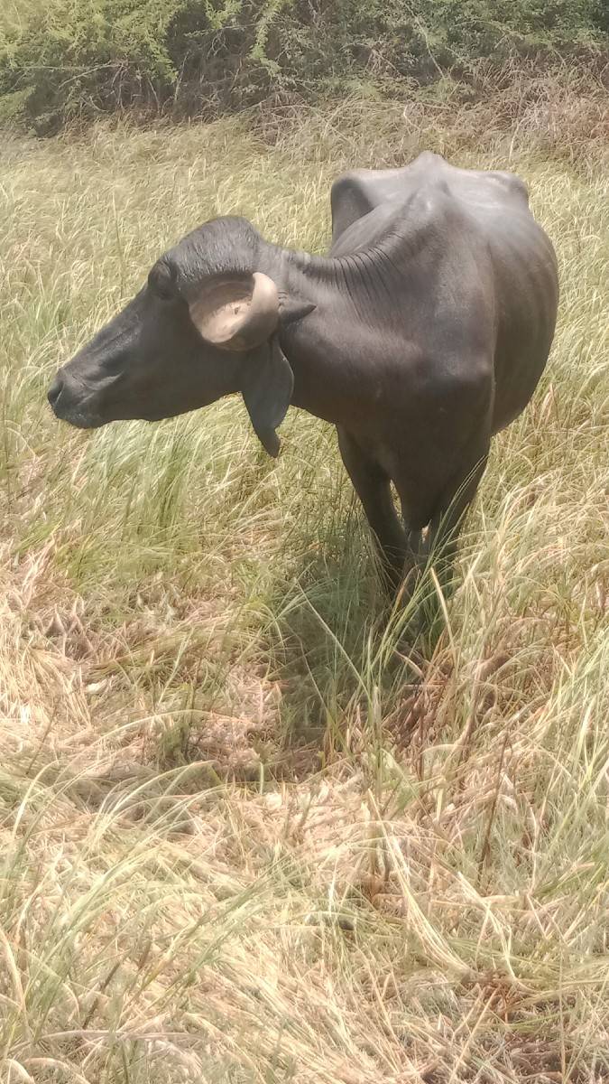 પેલું વેતર ખડેલી વેચવાની છે
