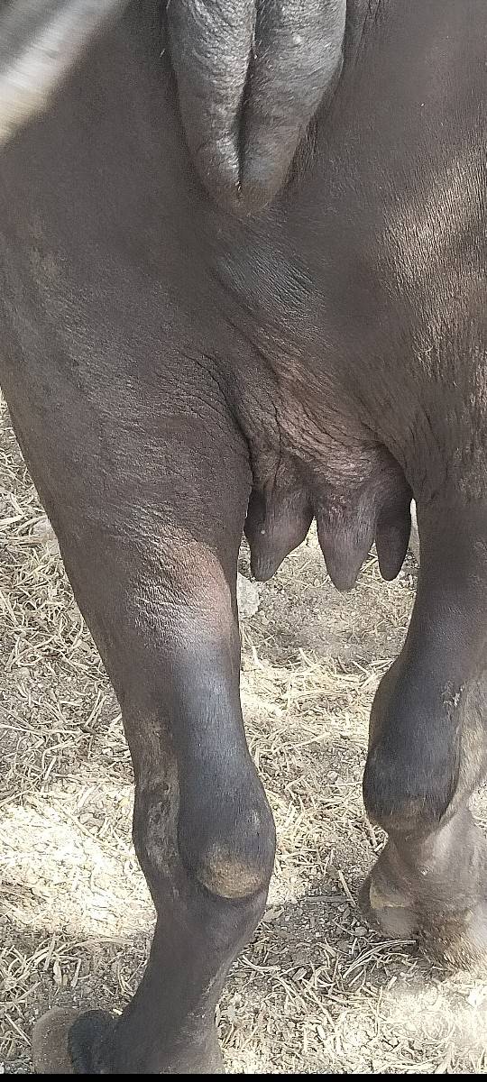1 વેતર વિયાસે