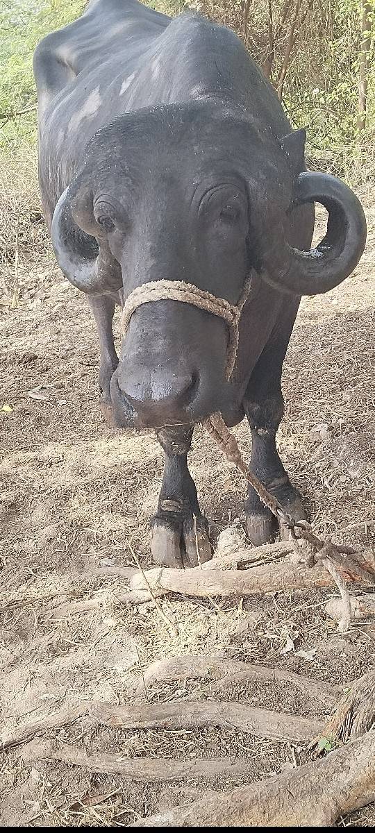 1 વેતર વિયાસે