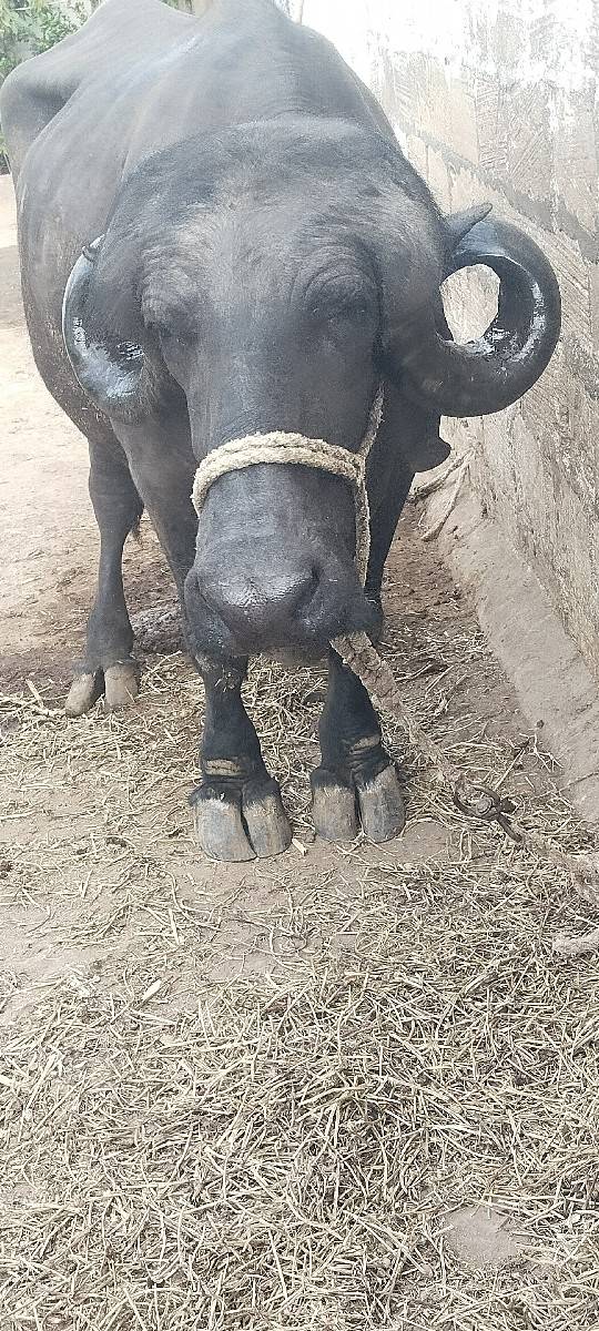 1 વેતર વિયાસે