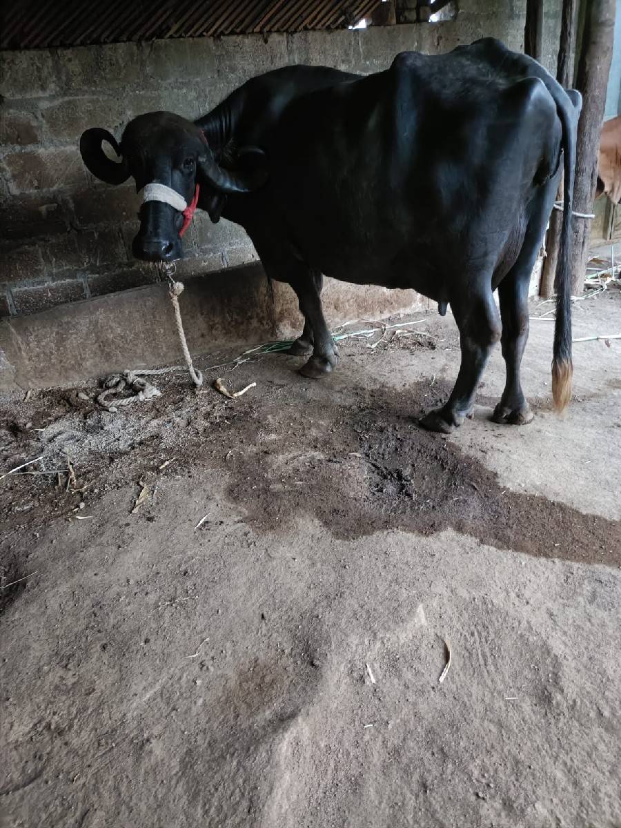 ભેંસ વેચવાની છે