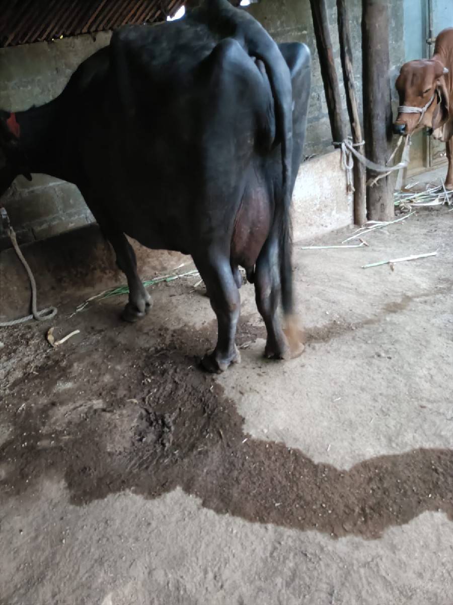 ભેંસ વેચવાની છે