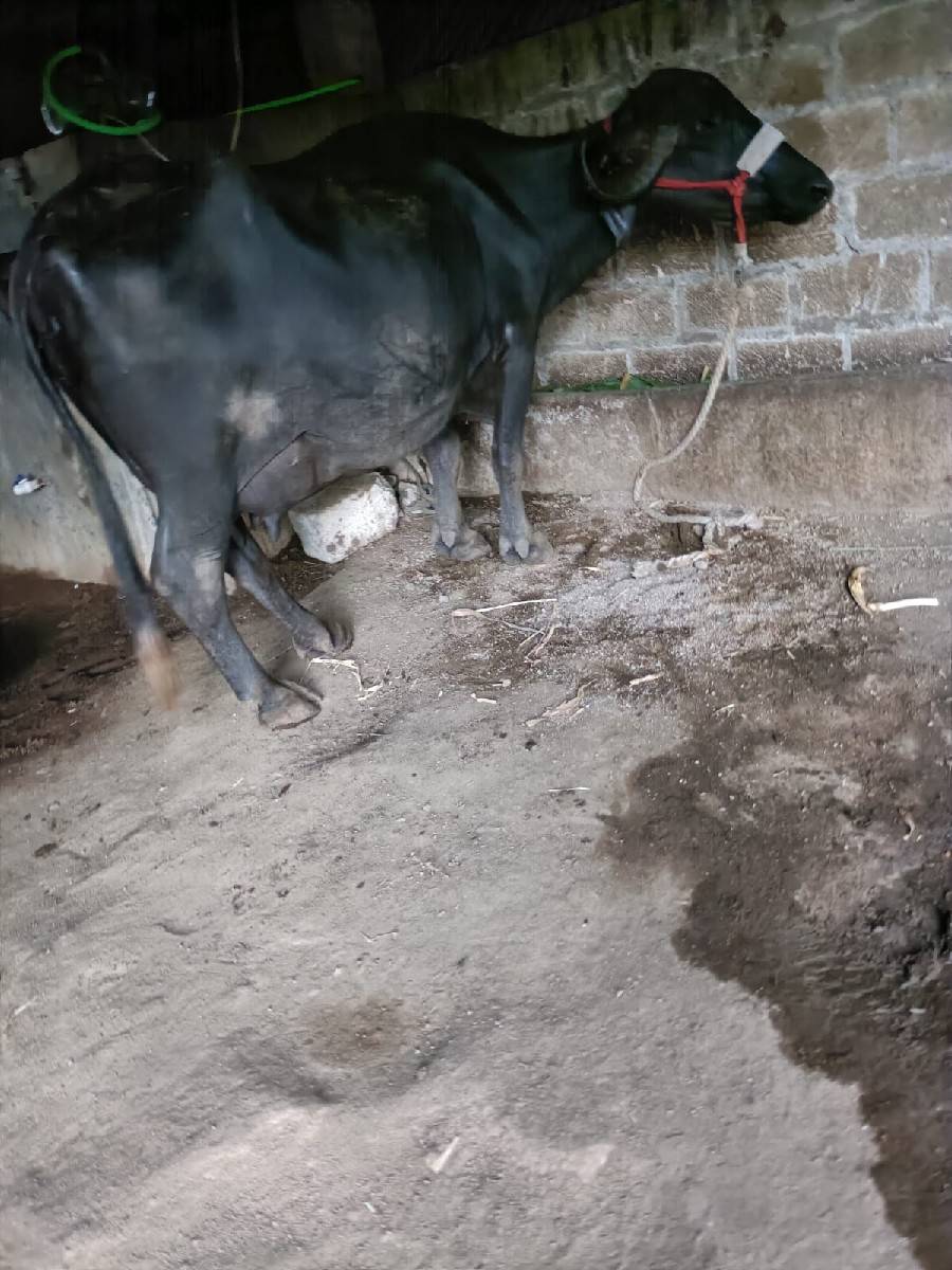 ભેંસ વેચવાની છે