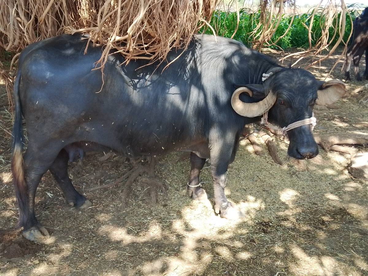 ભેંસ વેચવાની છે