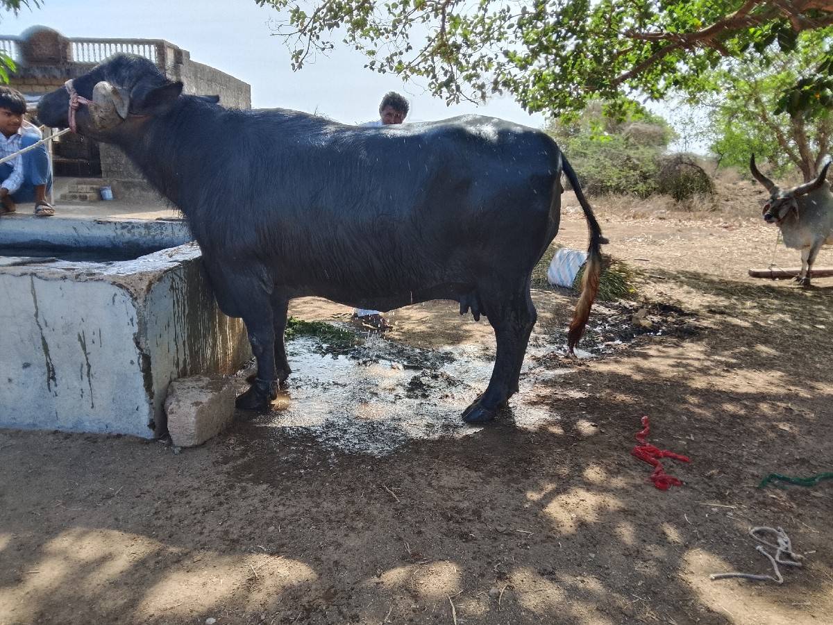 ભેંસ વેચવાની છે