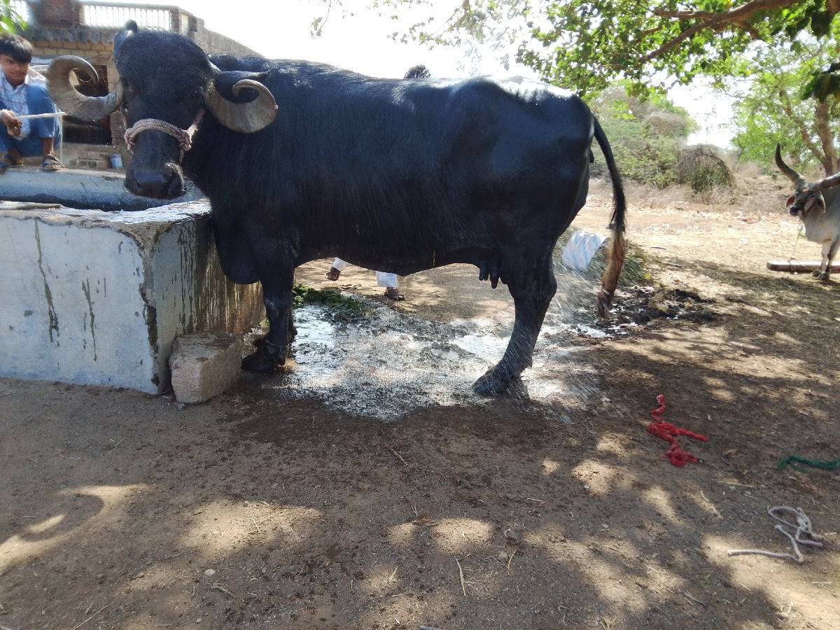 ભેંસ વેચવાની છે
