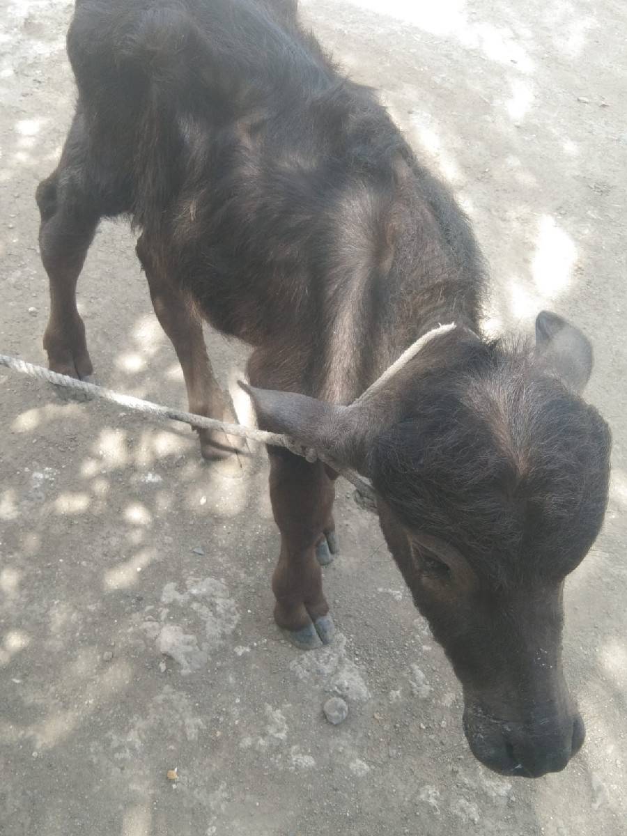 આ પાડો વેચવાનો છે.