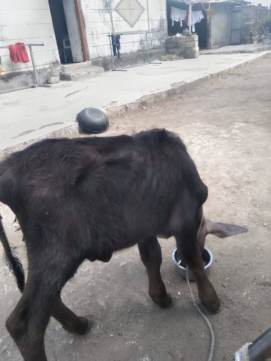 આ પાડો વેચવાનો છે.