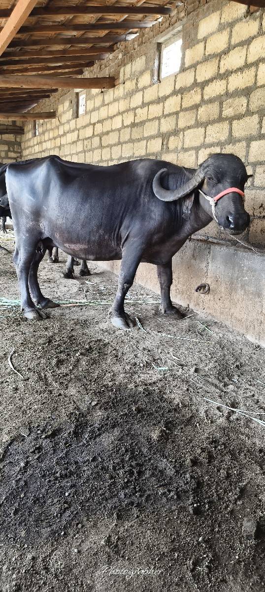 બે ભેંશ વેશ ની છે સાટા પણ કરસુ