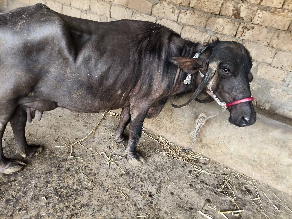 સાડા પાંચ છ લીટર દૂધ