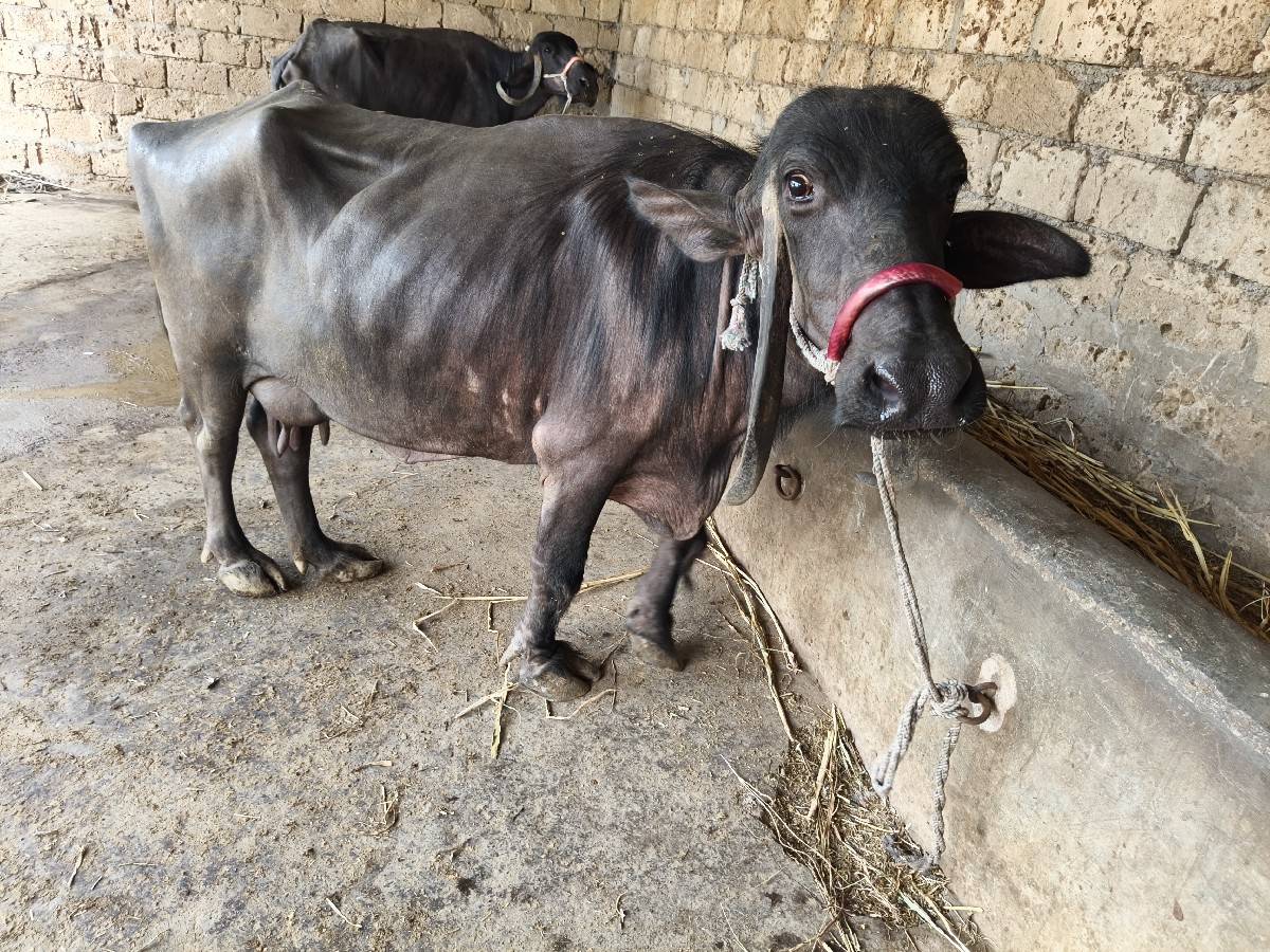 સાડા પાંચ છ લીટર દૂધ