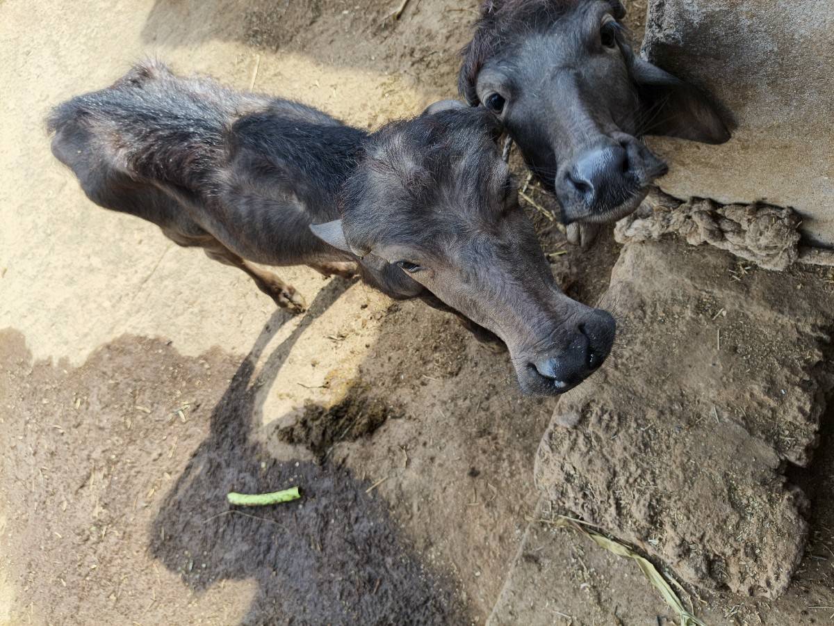 સાડા પાંચ છ લીટર દૂધ