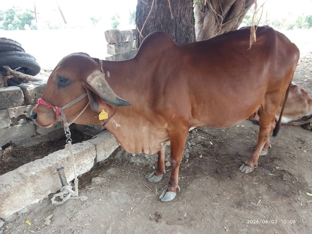 ગાય વહેંચવા ની છે