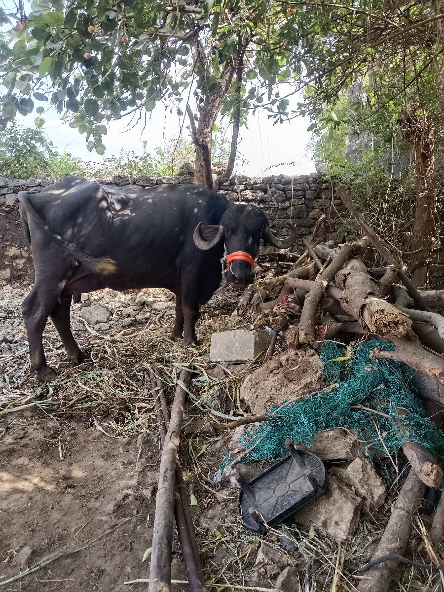 ભેંસ