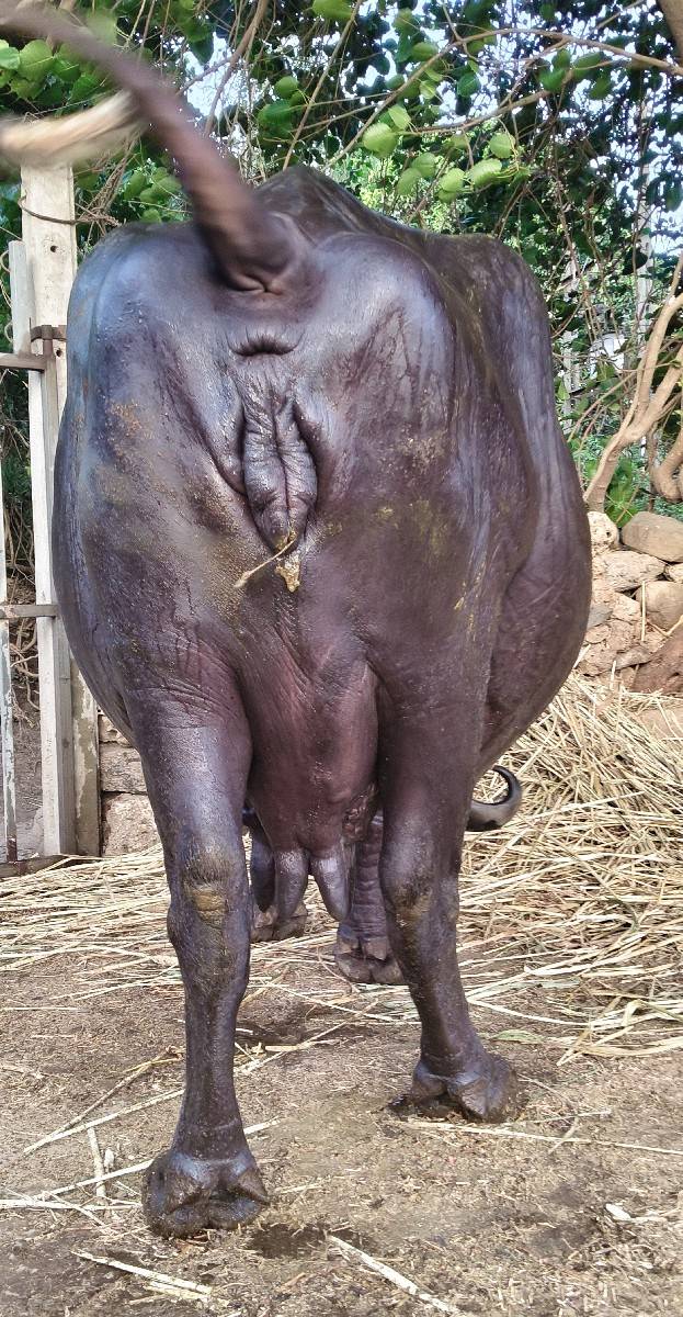 3 વેતર, 10 દીવસની કાચી