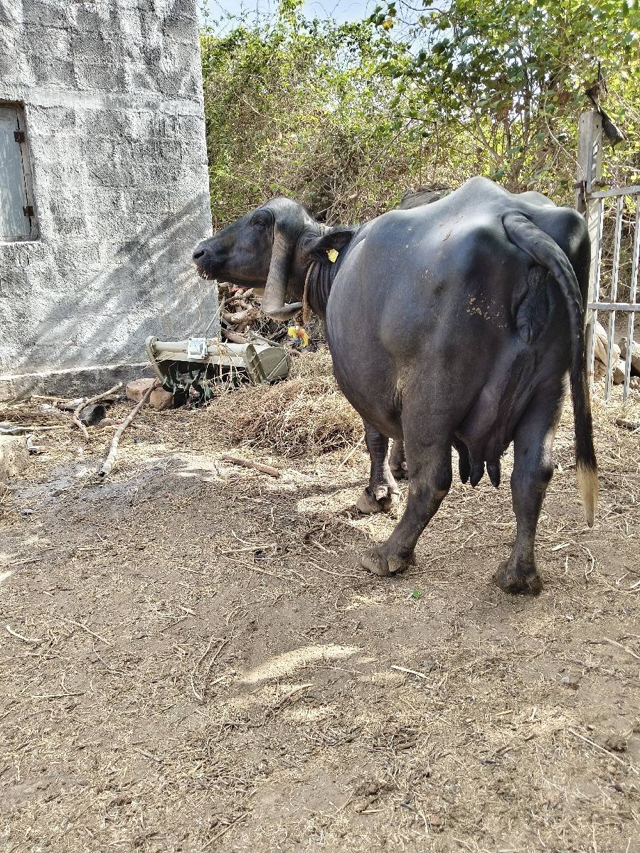 3 વેતર, 10 દીવસની કાચી
