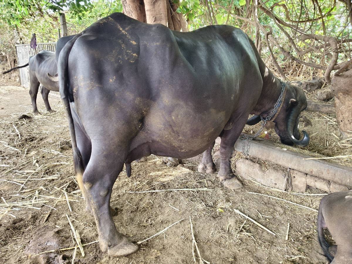 3 વેતર, 10 દીવસની કાચી