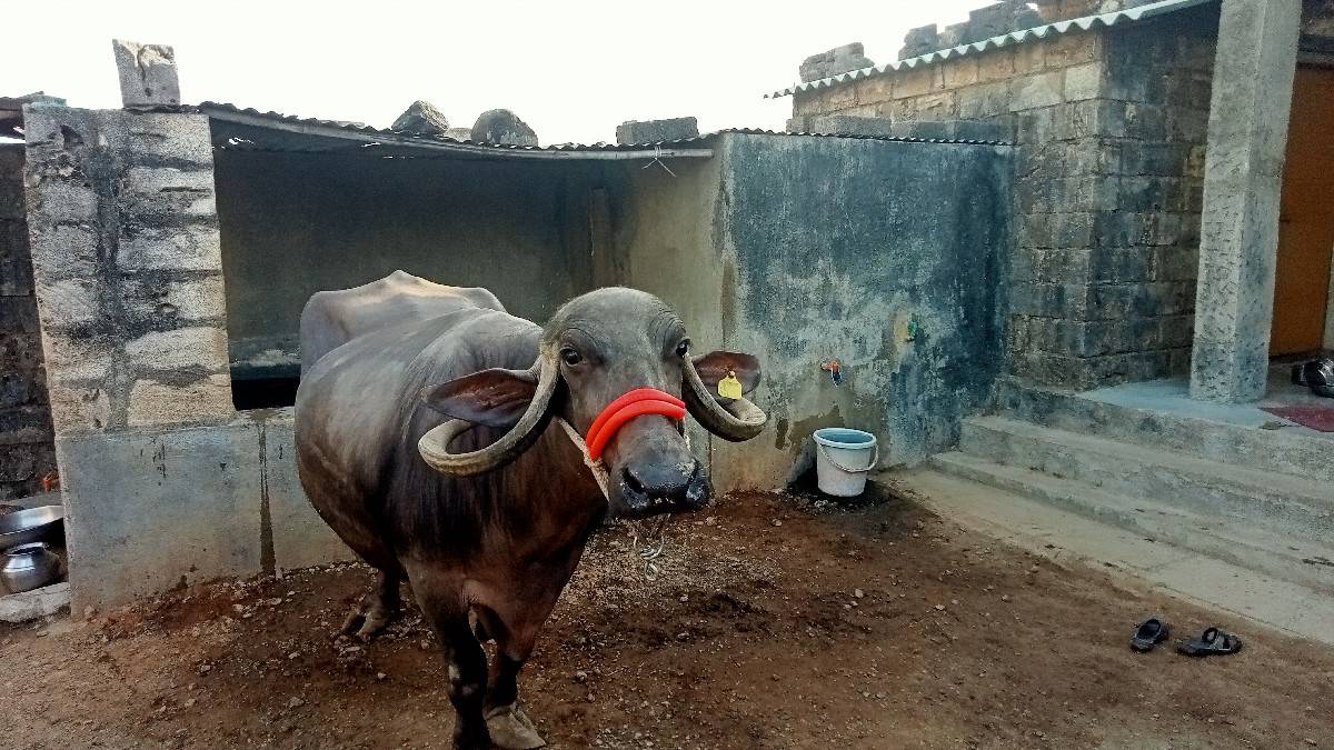 ભેંસ વેચવાની છે