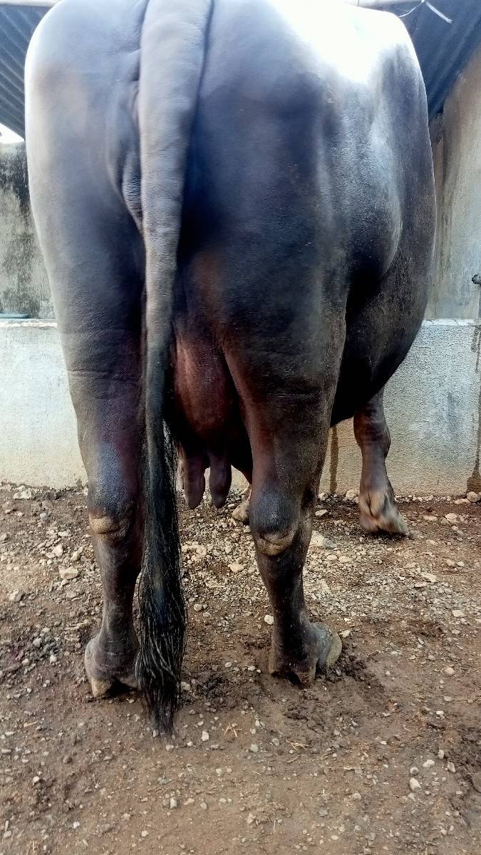 ભેંસ વેચવાની છે
