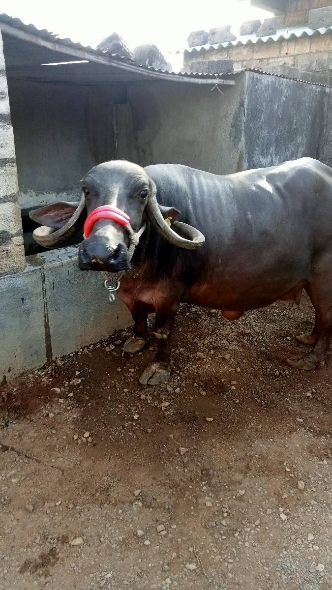 ભેંસ વેચવાની છે
